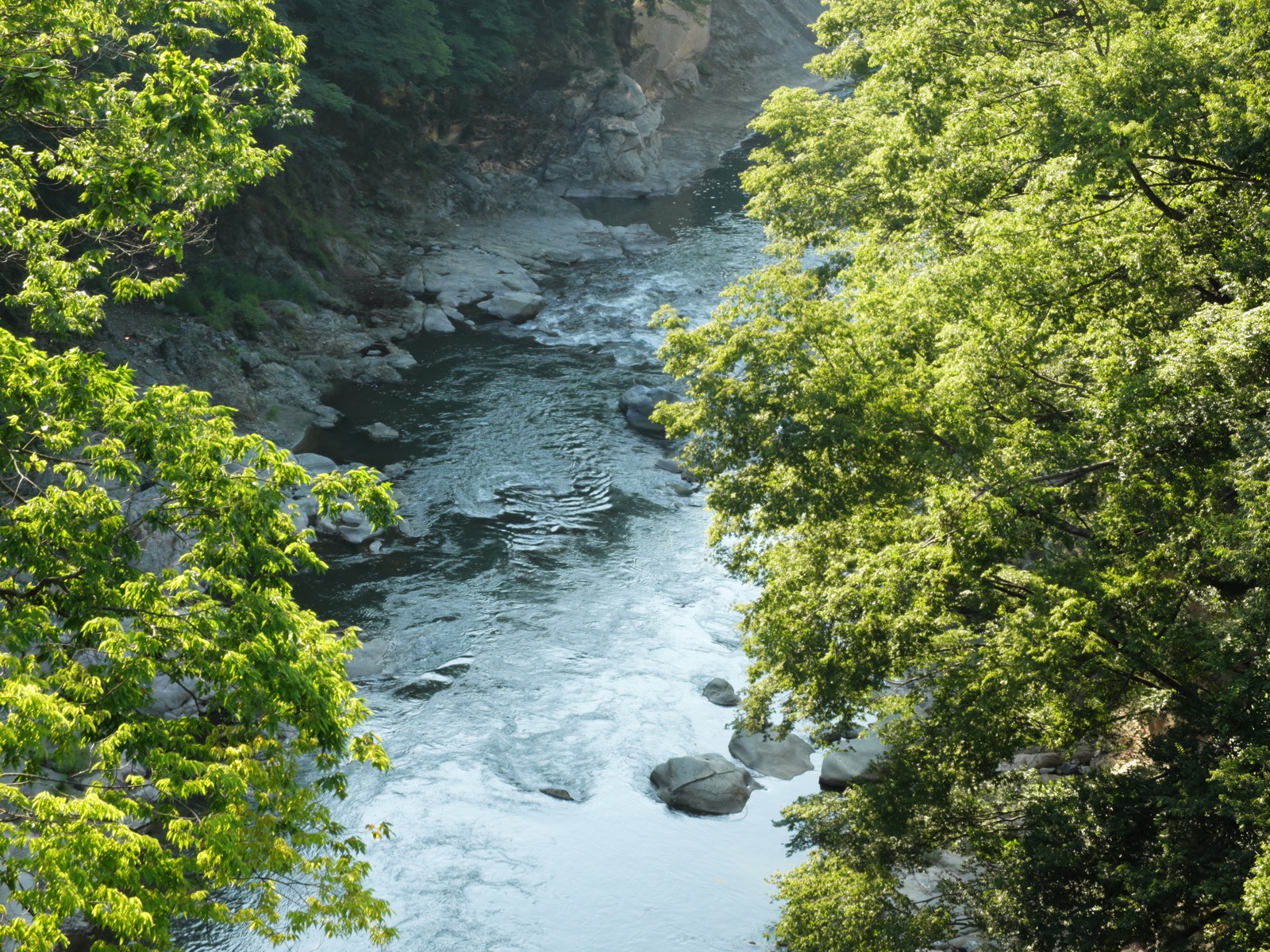 Fresh green photo before saturation adjustment