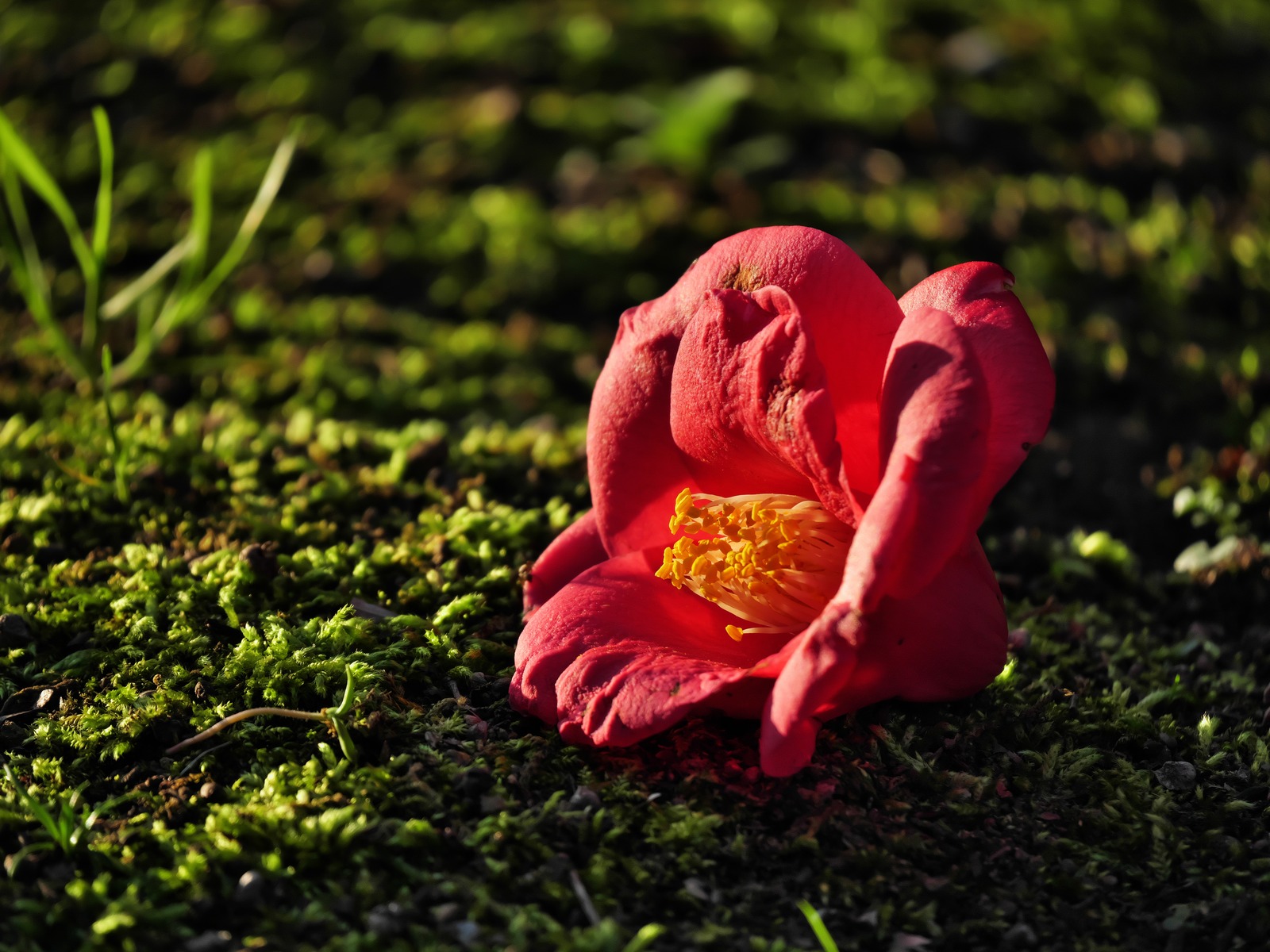 暗部補正後の花