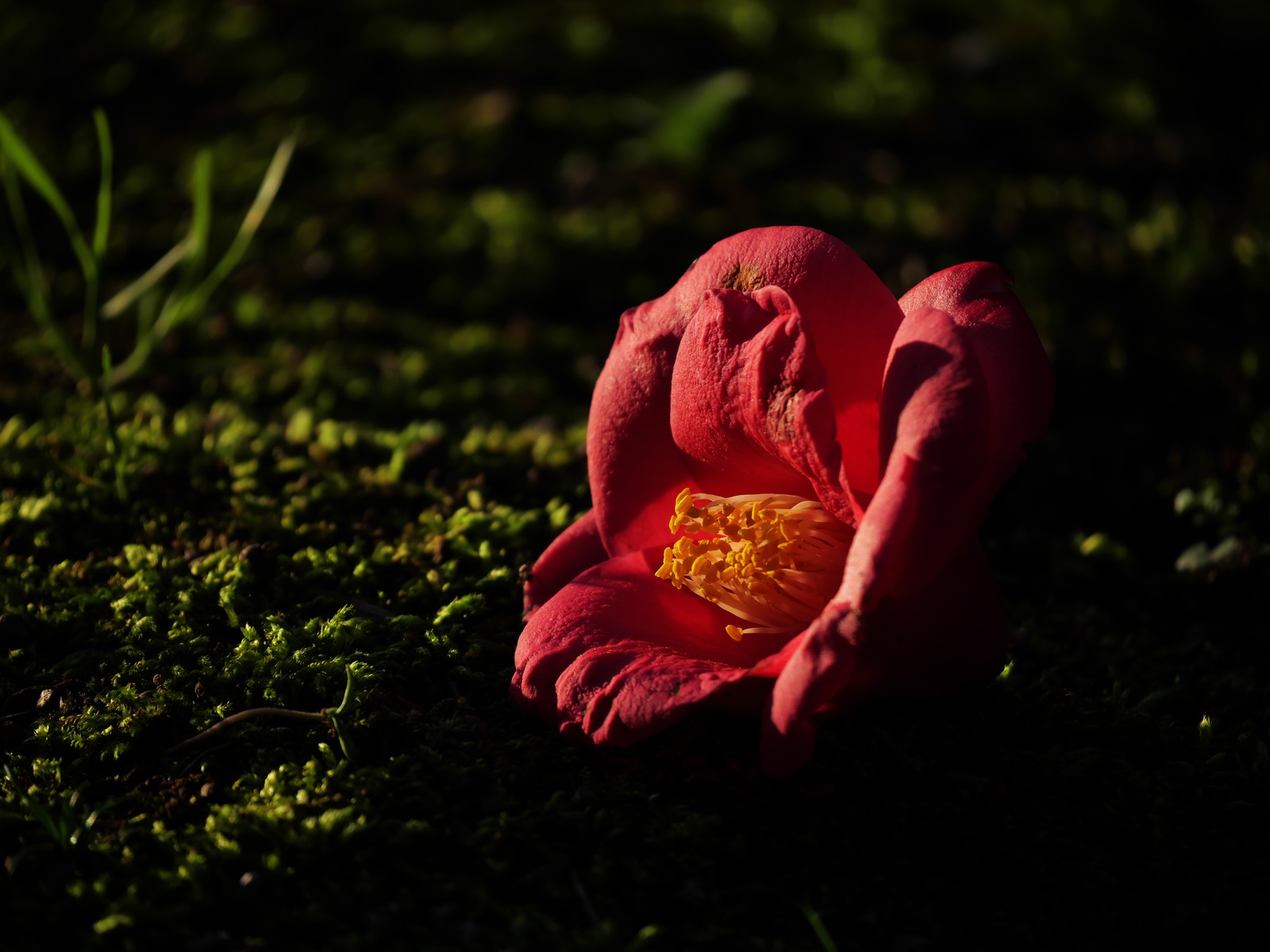 暗部補正前の花