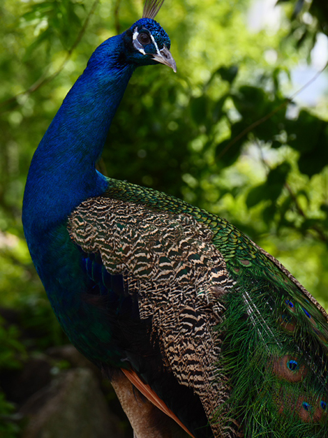 作例: 補正なし