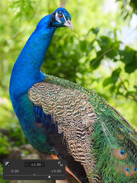 作例: 露出補正 +1.5EV