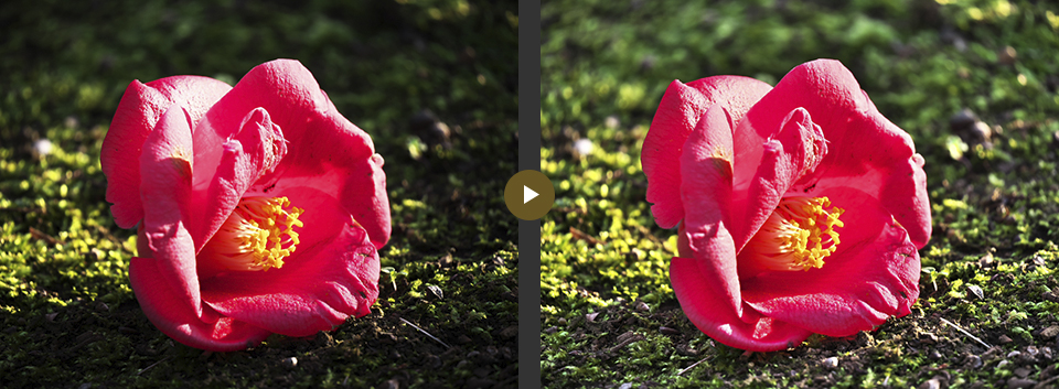 作例: 白とびや黒つぶれを復元する