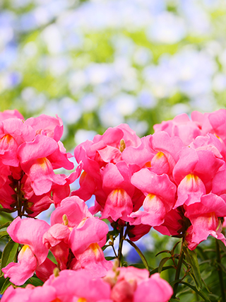 作例（大）: フォトスタイル スタンダード