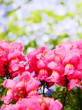 作例（大）: フォトスタイル ヴィヴィッド