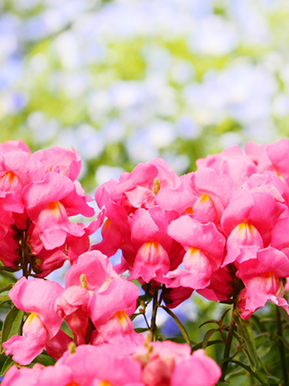 作例（大）: フォトスタイル ナチュラル