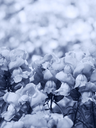 作例（大）: フォトスタイル モノクローム