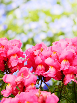 作例（大）: フォトスタイル 風景