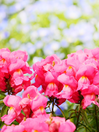 作例（大）: フォトスタイル 人物